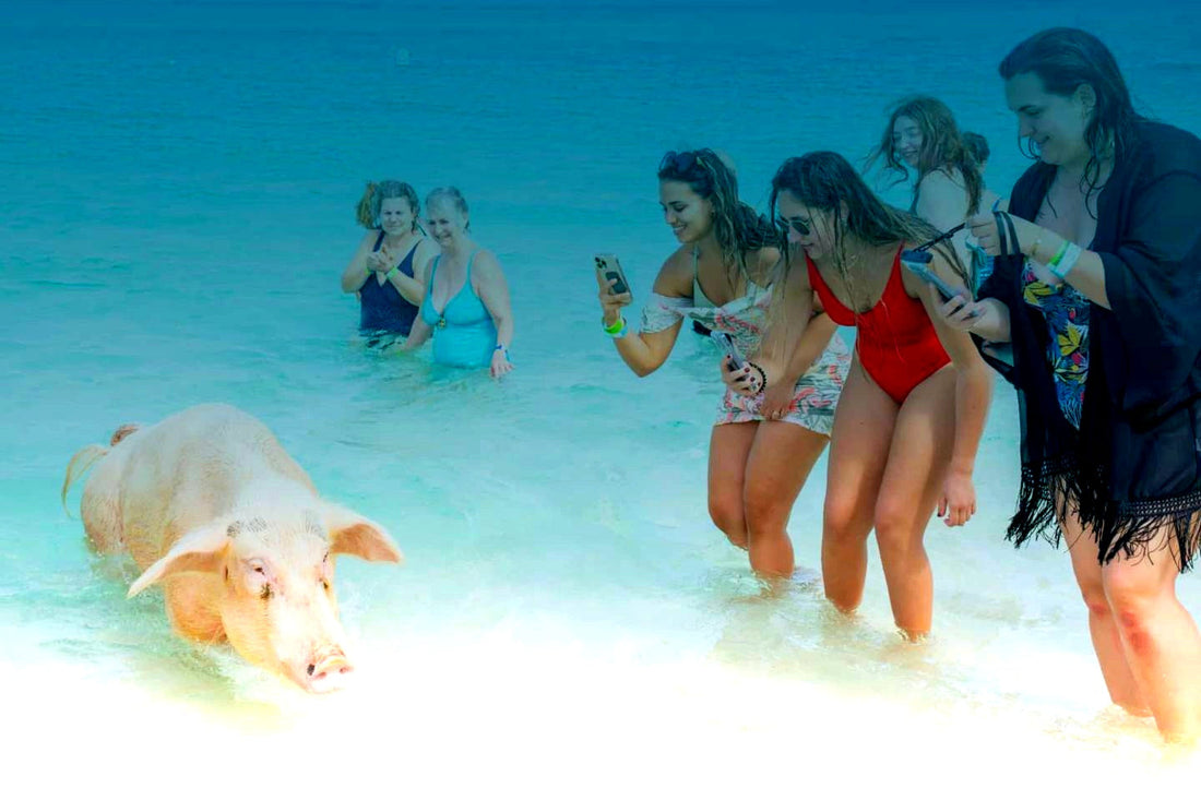Swim With The Pigs Bahamas – Exclusive Sandy Toes Offer + Grocery Delivery